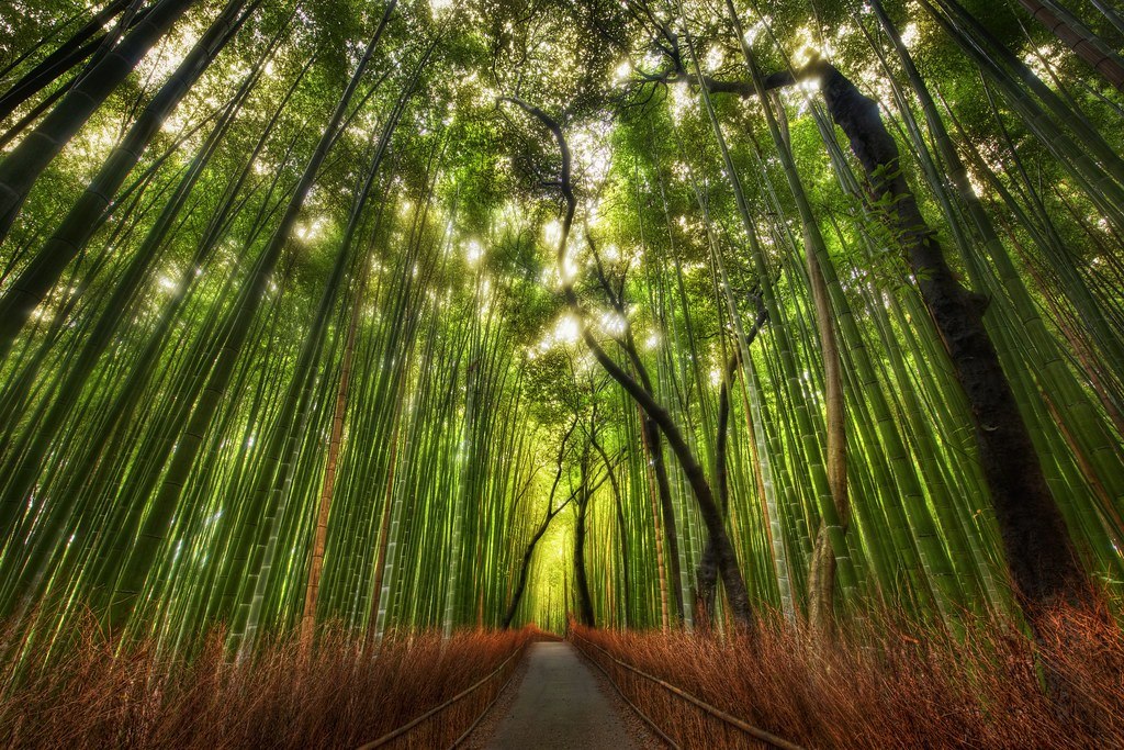Bamboo forest