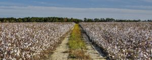 Cotton field ready for harvest