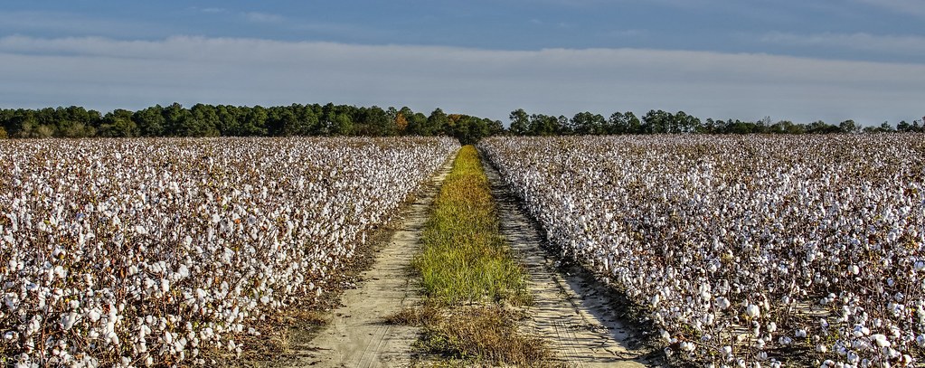 Cotton field ready for harvest